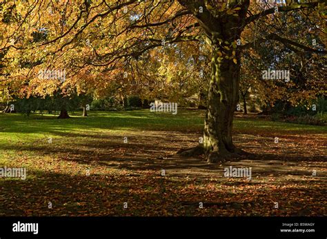 Beech Tree Leaves Fagus Sylvatica In Autumn Fall England Uk United