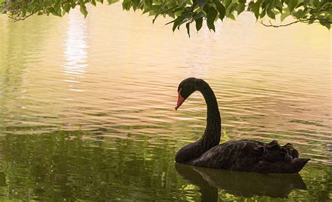 HD wallpaper: water, bird, Swan, black Swan | Wallpaper Flare