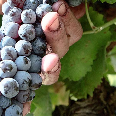 Quali Sono Le Differenze Tra Vino BIOLOGICO BIODINAMICO E NATURALE