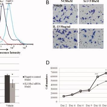 Interleukin-13 (IL-13) increases IL-13 receptor alpha2 (IL13Rα2 ...