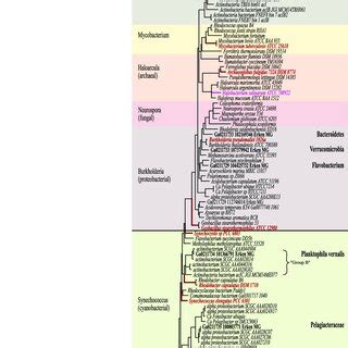 RAXML Phylogenetic Tree Of Translated KatG Gene Showing Branches With