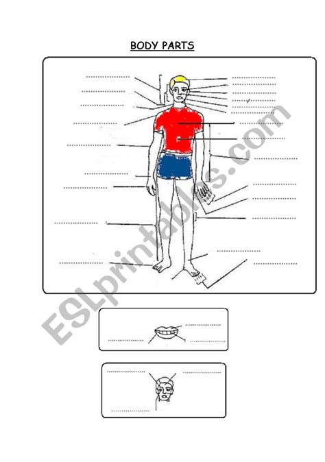 Human Body Parts Worksheets Printable