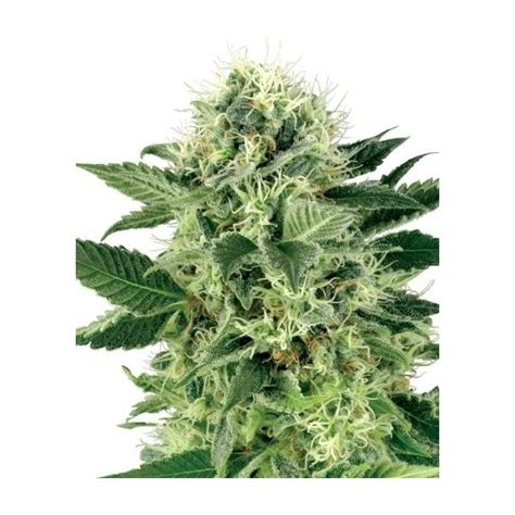 Northern Lights STRAIN Sensi Seeds Semilla Feminizada