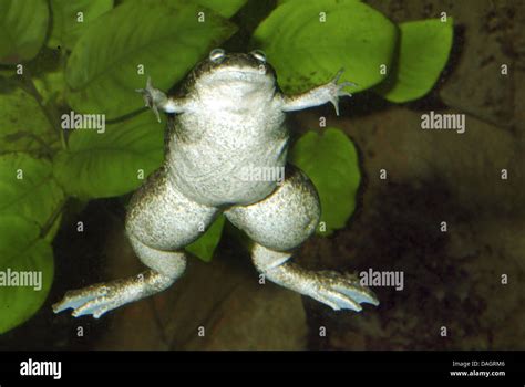 Xenopus Frog