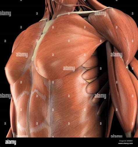 Anatomical Model Showing The Pectoralis Major Deltoid And Biceps