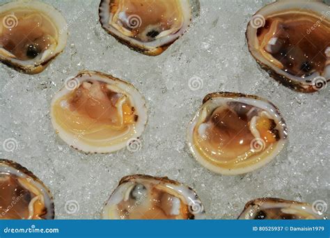 Venus Shells Or Clams Isolated On Icy Background Stock Image Image