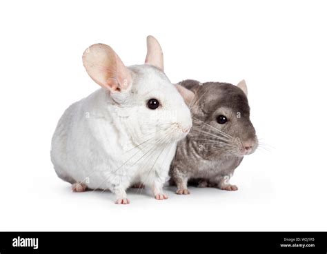 Cute Grey And White Chinchillas Sitting Nect To Each Other Isolated