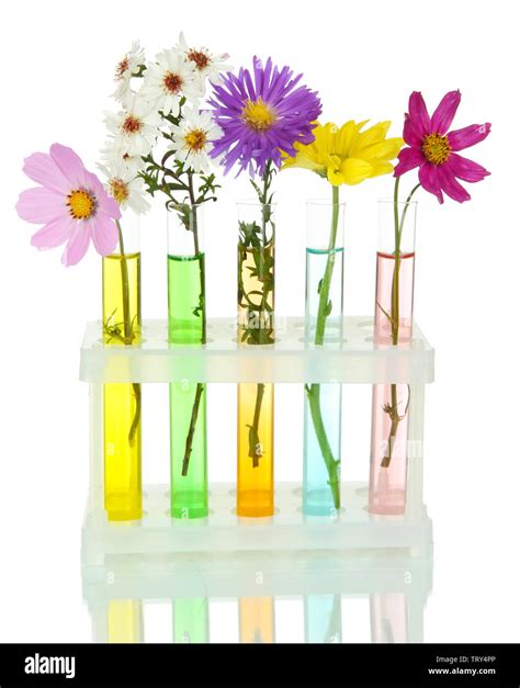 Flowers In Test Tubes Isolated On White Stock Photo Alamy