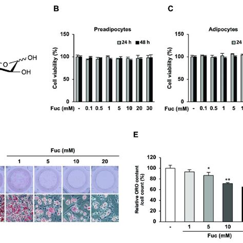 Effects Of L Fucose Fuc On Lipid Accumulation During Adipocyte