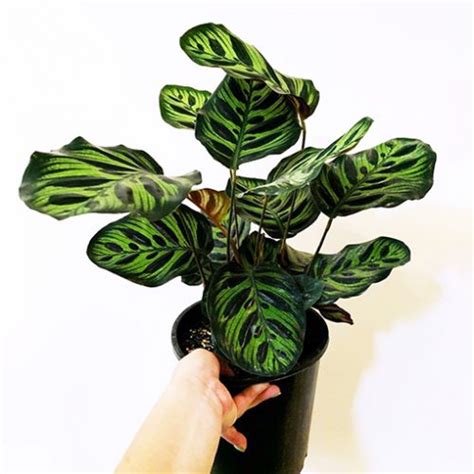 Calathea Makoyana Mm The Jungle Collective