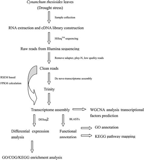 De Novo Transcriptome Assembly Differential Gene Expression Analysis