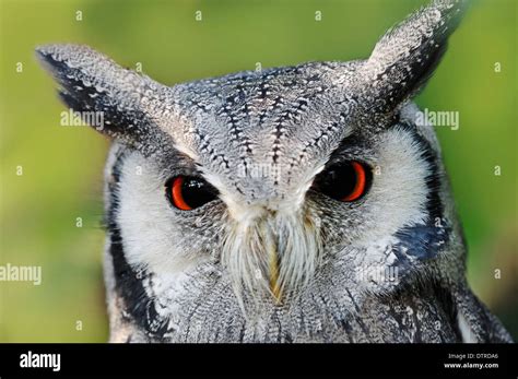 Northern White Faced Owl Ptilopsis Leucotis Otus Leucotis Stock