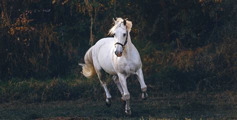 Sonhar cavalo É bom ou ruim Quais os significados