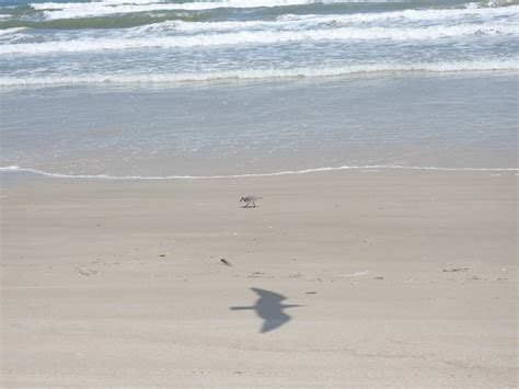 Sanderling From Kleberg County TX USA On April 15 2023 At 02 17 PM