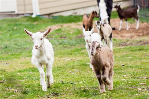 Goat Breeds — Puget Sound Goat Rescue