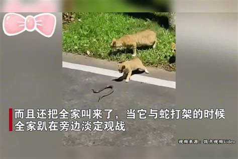 谁是赢家一目了然！猫咪和蛇打三百回合不退缩，全家出动淡定观战