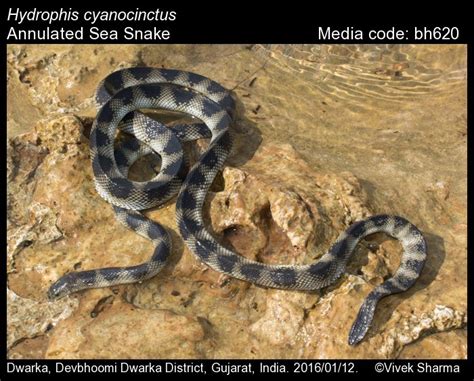 Hydrophis cyanocinctus Daudin, 1803 - Annulated Sea Snake | Reptiles