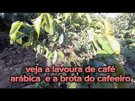 Brota do cafeeiro café arábica poda programada YouTube