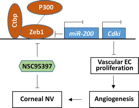 Schematic Diagram Of Zeb1 Regulation Of Corneal Neovascularization