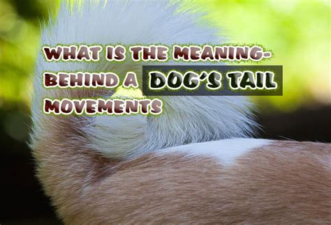 What Is The Meaning Behind A Dogs Tail Movements Did You Know Pets