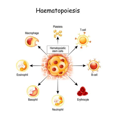 La Hematopoyesis Es La Formaci N De C Lulas Sangu Neas Todos Los