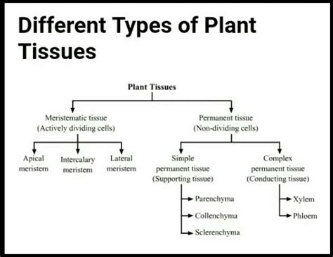 Tissue Type Flow Chart