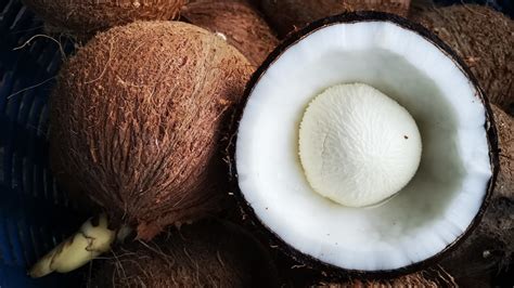 What Is A Coconut Embryo And Can Eating One Make You Sick