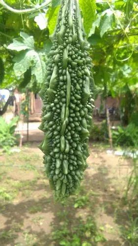 Tarika F 1 Hybrid Bitter Gourd Seeds For Agriculture Pack Size 50 Gm At Rs 450 Pack In Surat