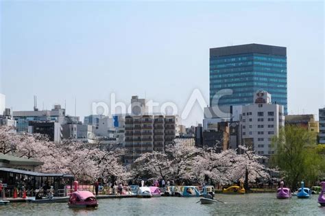 東京都台東区 春の上野公園 不忍池の桜と上野のビル群 No 23300791｜写真素材なら「写真ac」無料（フリー）ダウンロードok