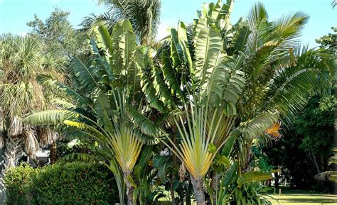 Ravenala Madagascariensis Baum Der Reisenden Flora Toskana