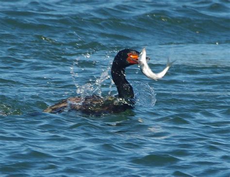 Mass spawning of Pacific Herring: A wildlife spectacle