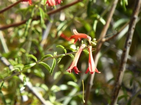 keckiella ternata picturethis