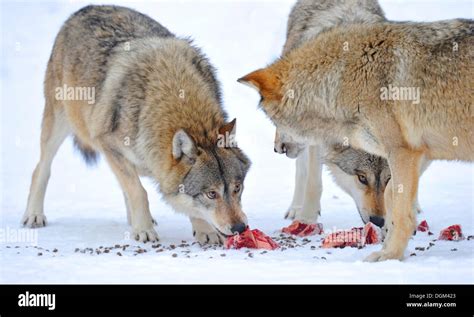 Wolves eating hi-res stock photography and images - Alamy