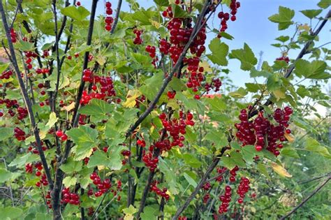 Premium Photo | Red currant bush with red berries