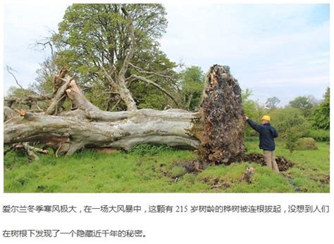 百年老樹被連根拔起，同時也挖出了埋藏千年的秘密！ 每日頭條