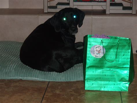 Puppy | It Feels Like Home