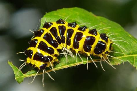 Different Types Of Caterpillars Caterpillars Typesofcaterpillars Cool Bugs Moth Caterpillar