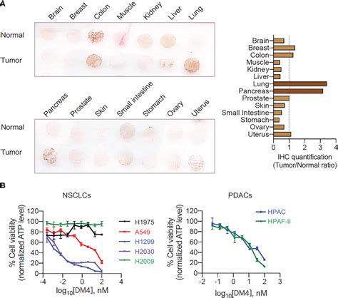 CEACAM5 Expressions In Different Normal Tumor Tissues And DM4