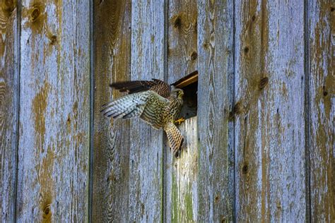 Kestrel Bird Birds Of Prey Close - Free photo on Pixabay