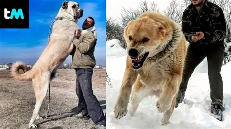 Gu A Completa De Razas De Perros Grandes Caracter Sticas Y Cuidados