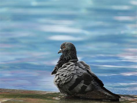 Pigeon In A Swimming Pool Smithsonian Photo Contest Smithsonian