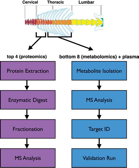 Schematic Overview Of Protocol For Simultaneous Assessment Of Proteomic