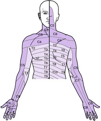 Cervical Dermatomes Face