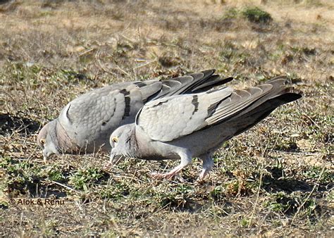 Desert grass | BirdForum