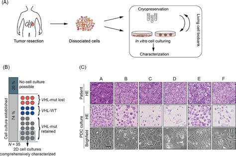 Tracing Clonal Dynamics Reveals That Two And Three Dimensional Patient