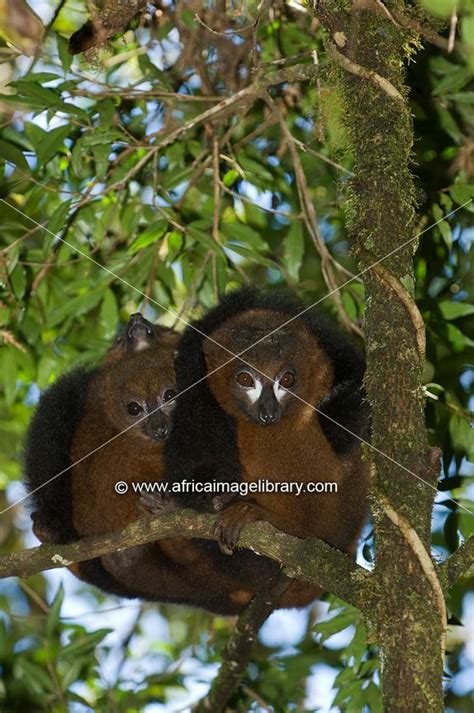 Photos And Pictures Of Fanaloka Or Malagasy Striped Civet Fossa