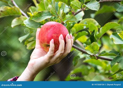 Hand Picking Ripe Red Apple From Tree Stock Photo Image Of