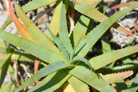 Torch Aloe Stock Photo Image Of Arborescens Close