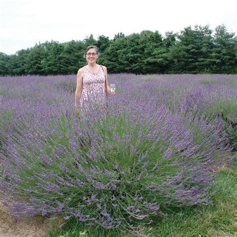 Lavandula X Intermedia Phenomenal Pp24193 French Lavender 1