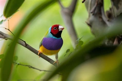 Facts About The Gouldian Finch The Jewel Of Australia